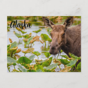 Un alce en el lago Wilson en la postal de Alaskan