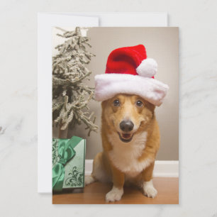 Un alegre perro de Corgi galés rojo y blanco pembr