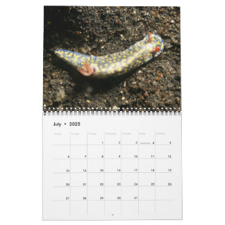 Un año del calendario de Nudibranchs