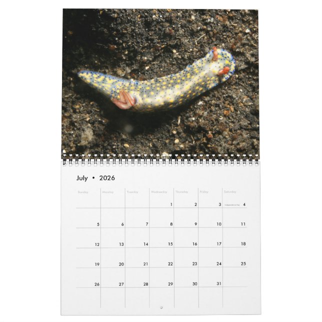 Un año del calendario de Nudibranchs (Jul 2026)