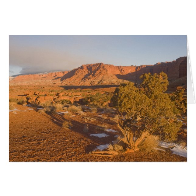 Un árbol de enebro de Utah Juniperus osteosperma)  (Anverso (Horizontal))