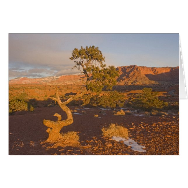 Un árbol de enebro de Utah Juniperus osteosperma)  (Anverso (Horizontal))