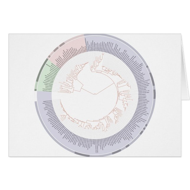 Un árbol de la vida filogenético (Anverso (Horizontal))