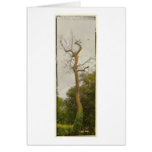 Un árbol muerto