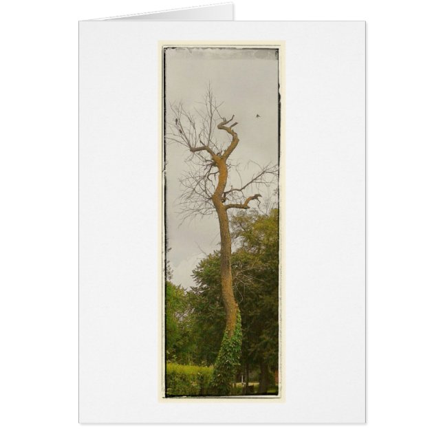 Un árbol muerto (Frente)