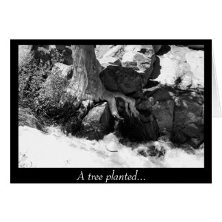 Un árbol plantado...