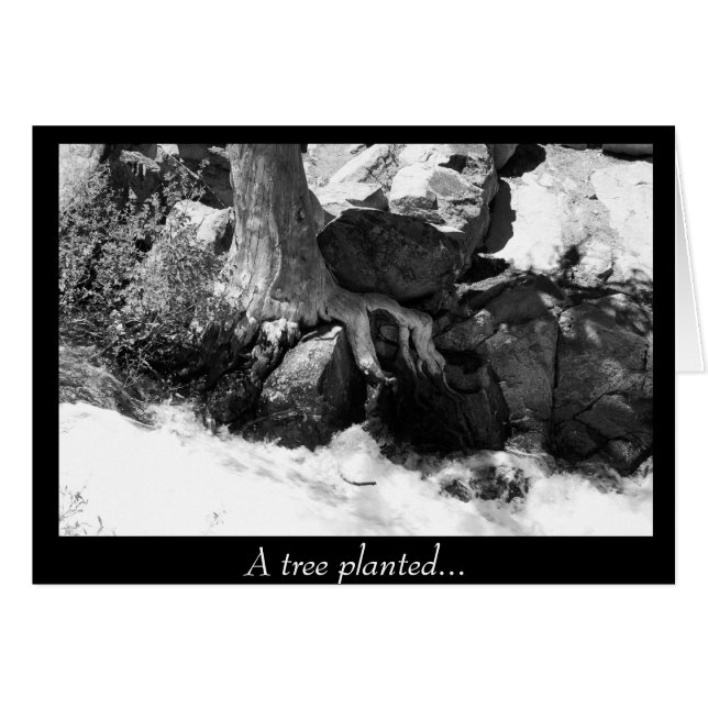 Un árbol plantado... (Anverso (Horizontal))