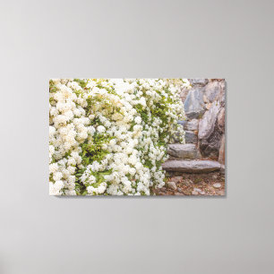 Un arbusto de flores de spirea blanca en impresión