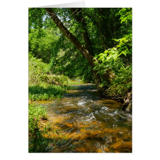 Un arroyo campestre (Frente)