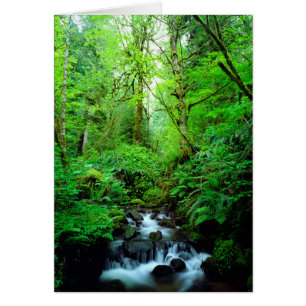 Un arroyo en un bosque de viejo crecimiento