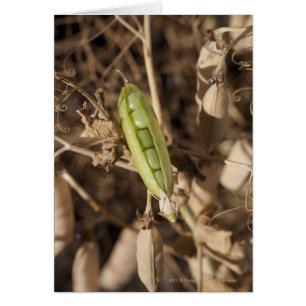 Un Bacalao De Pea Verde Sobre Una Planta De Pea Se