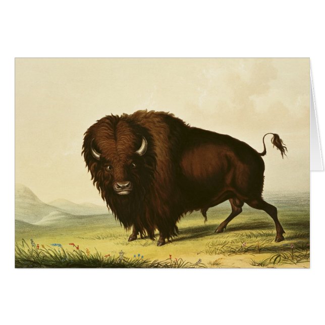 Un bisonte, c.1832 (Anverso (Horizontal))