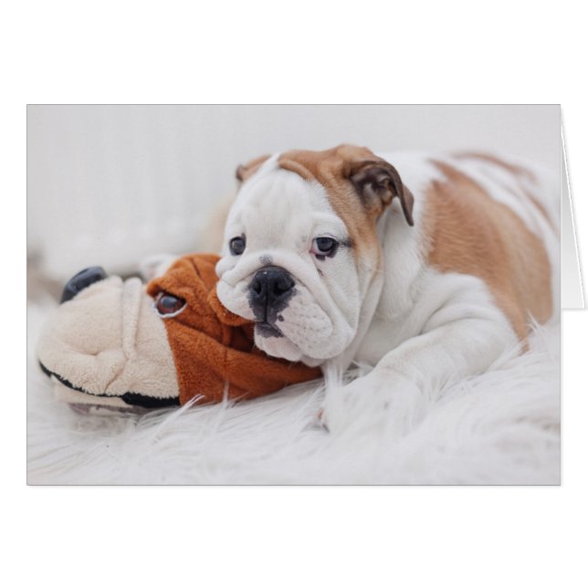 Un Bulldog Inglés Cachorro Jugando Con Un Bulldog (Anverso (Horizontal))