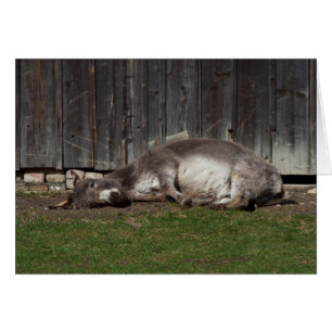 Un burro lindo descansando tras un baño de arena