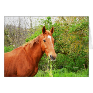 Un caballo llamado Orion