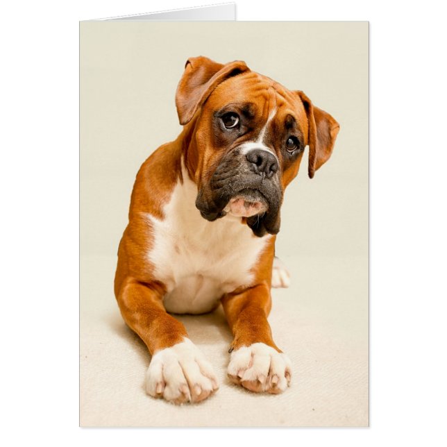 Un cachorro de boxer con fondo de crema de marfil. (Frente)