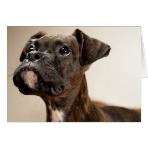 Un cachorro de Brindle Boxer mirando hacia arriba 