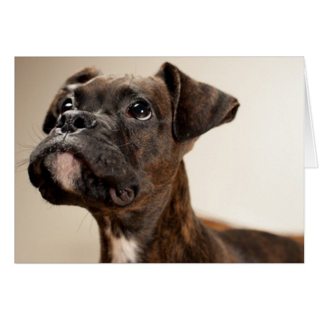 Un cachorro de Brindle Boxer mirando hacia arriba  (Anverso (Horizontal))