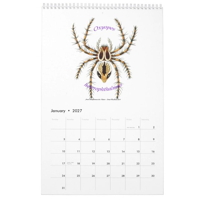 Un calendario de arañas de Ernst Haeckel. (Jan 2027)