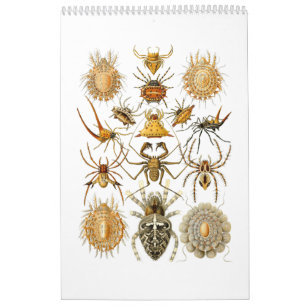 Un calendario de arañas de Ernst Haeckel.