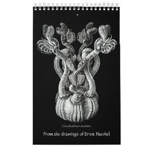 Un calendario de dibujos de Ernst Haeckel