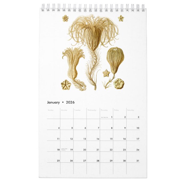 Un calendario de dibujos de Ernst Haeckel (Jan 2026)