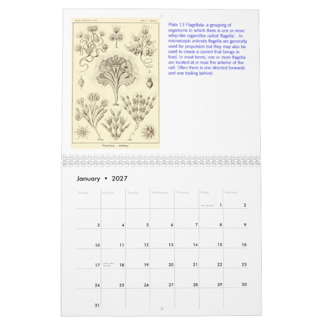 Un calendario de los dibujos de Ernst Haeckel (Jan 2027)