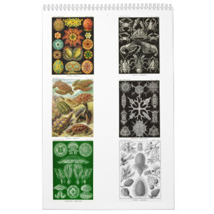 Un calendario de los dibujos de Ernst Haeckel.