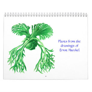 Un calendario de plantas de Ernst Haeckel
