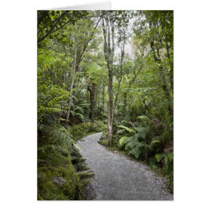 Un camino a través de una selva tropical en la bas