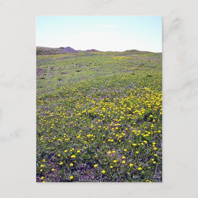 Un campo de la postal de Dandelions (Anverso)