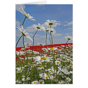 Un campo de las tierras de labrantío del blanco