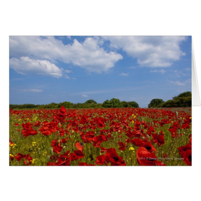 Un Campo lleno de flores rojas (Anverso (Horizontal))