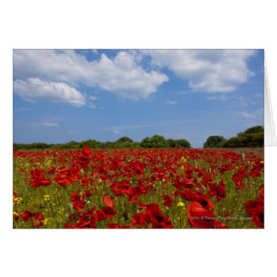 Un campo por completo de flores rojas