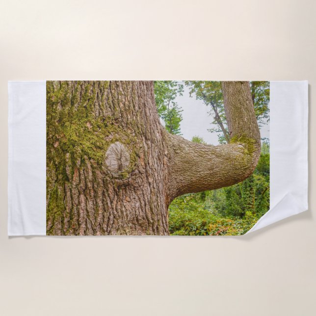 un cedro del Himalaya sobre toallas de playa (Anverso)