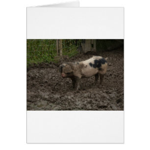 Un cerdo en una mugre