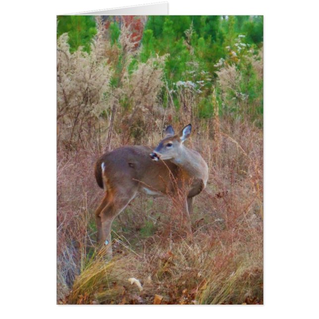 Un ciervo en la hierba alta (Frente)