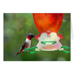 Un colibrí con trompetas de rubí