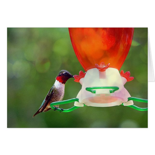 Un colibrí con trompetas de rubí (Anverso (Horizontal))