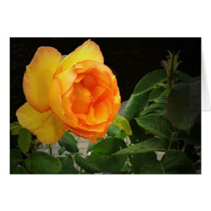 Un color de rosa para mi Brother
