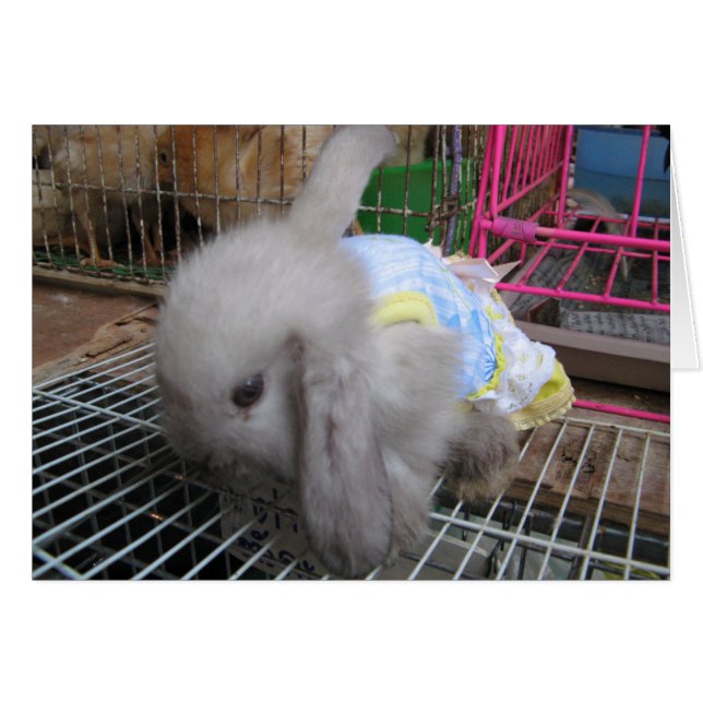 Un conejo con una tarjeta de vestir (Anverso (Horizontal))