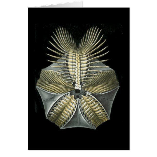 Un erizo de mar fósil (Frente)