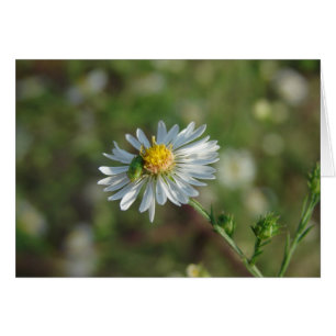 Un error verde en una flor blanca