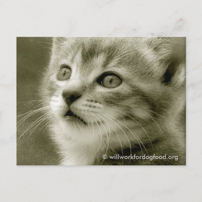 Un explorador viendo una postal de pájaro (Anverso)