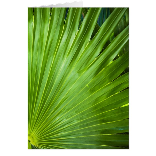 Un fanático del verde (Frente)