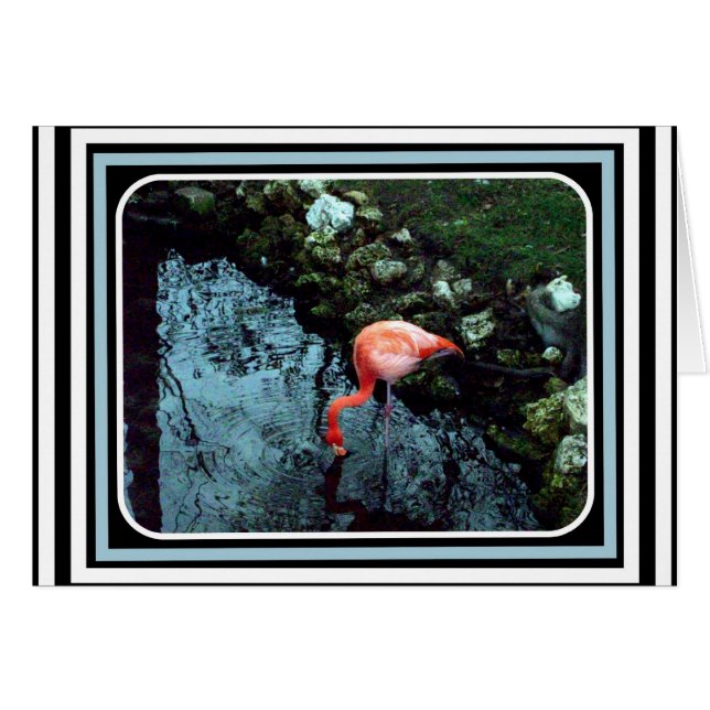 Un flamenco solitario (Anverso (Horizontal))