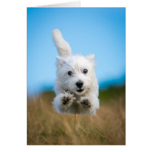 Un funcionamiento del oeste lindo del perrito de