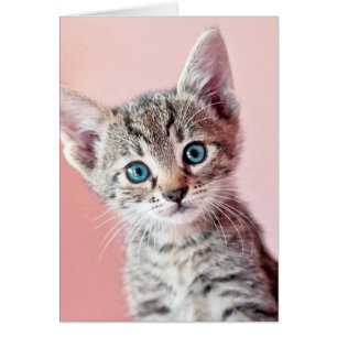 Un gatito lindo con ojos azules.