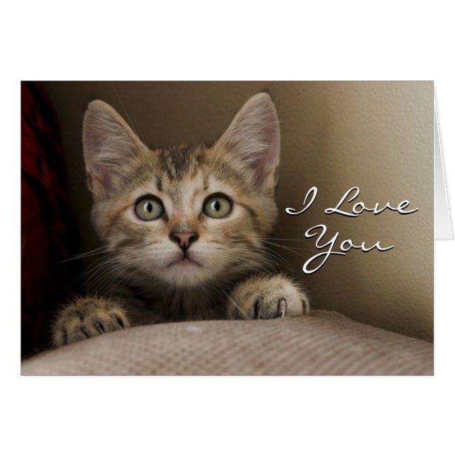 Un Gatito Muy Dulce (Anverso (Horizontal))