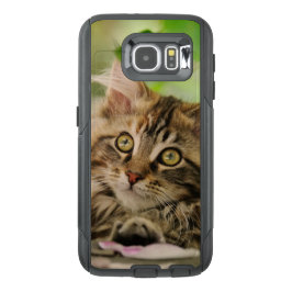 Un gato gatito de Maine lindo en la maleta